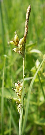 Carex panicea \ Hirse-Segge / Carnation Sedge, D Pfalz, Speyer 29.5.2012