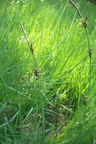 Carex panicea \ Hirse-Segge / Carnation Sedge, D Pfalz, Speyer 29.5.2012