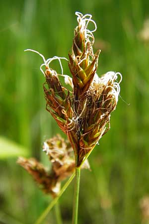 Carex praecox \ Frhe Segge, D Mannheim 30.4.2014