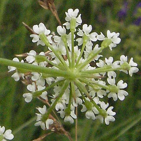 Bunium bulbocastanum \ Gewhnliche Erdkastanie, Knollen-Kmmel, D Neuleiningen 16.6.2006