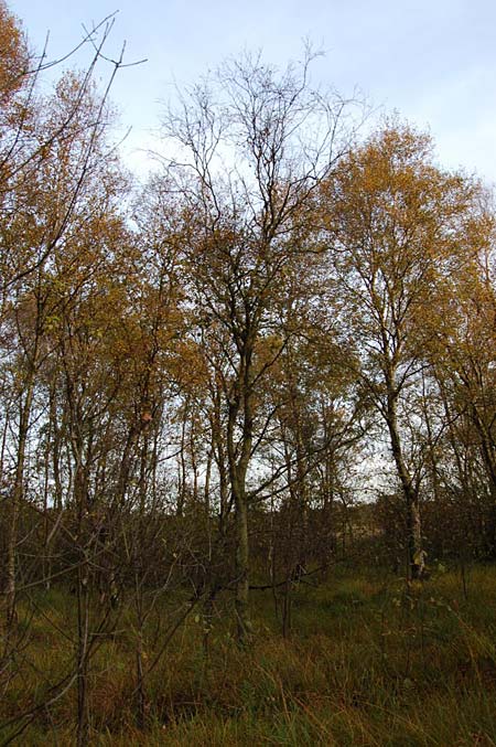 Betula pubescens / Downy Birch, D Schleswig-Holstein, Todenbüttel 9.10.2009 (Photo: Clas Lehmann)