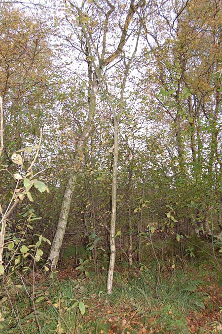 Betula pubescens \ Moor-Birke, Flaum-Birke / Downy Birch, D Schleswig-Holstein, Todenbüttel 9.10.2009 (Photo: Clas Lehmann)