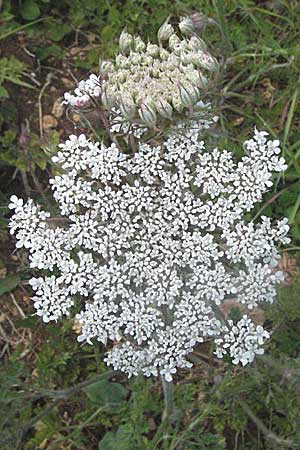 Daucus carota subsp. carota \ Wilde Mhre / Wild Carrot, Queen Anne's Lace, D Neuleiningen 1.7.2006