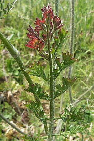 Daucus carota subsp. carota \ Wilde Mhre / Wild Carrot, Queen Anne's Lace, D Neuleiningen 1.7.2006