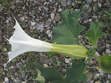 Datura stramonium \ Gewhnlicher Stechapfel, D Mannheim 21.8.2006