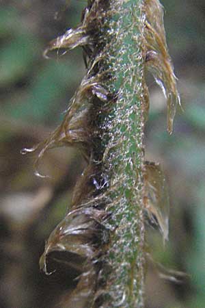 Dryopteris borreri \ Borrers Wurmfarn, D Odenwald, Heiligkreuzsteinach 18.5.2009