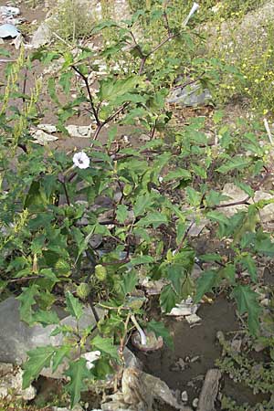 Datura stramonium var. tatula / Purple Thorn Apple, D Mannheim 6.9.2009