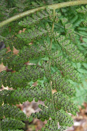 Dryopteris dilatata / Broad Buckler Fern, D Odenwald, Langenthal 1.6.2011