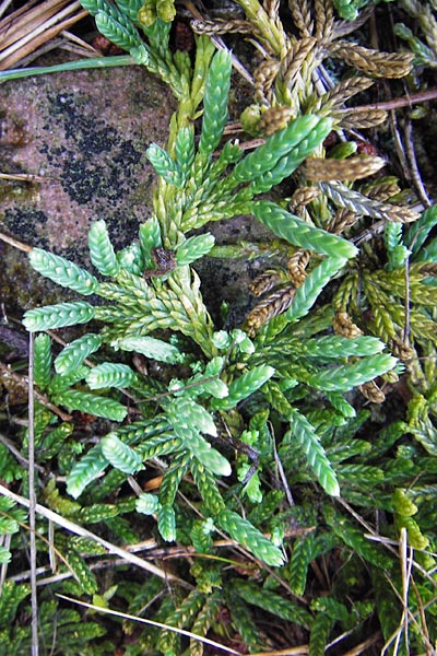 Diphasiastrum alpinum \ Alpen-Flach-Brlapp, D Schwarzwald, Enzklösterle 28.7.2012