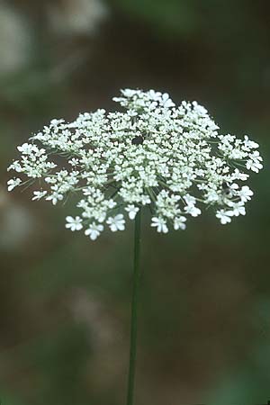 Daucus carota subsp. carota \ Wilde Mhre, D Mannheim 23.7.2005