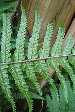 Dryopteris borreri \ Borrers Wurmfarn, D Odenwald, Langenthal 18.5.2009