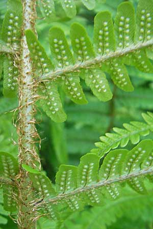 Dryopteris borreri \ Borrers Wurmfarn, D Odenwald, Langenthal 18.5.2009