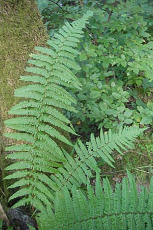 Dryopteris borreri \ Borrers Wurmfarn, D Odenwald, Langenthal 28.8.2009