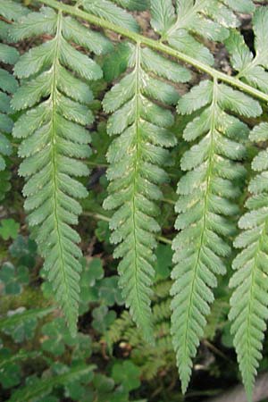 Dryopteris borreri \ Borrers Wurmfarn, D Hemsbach 2.9.2009