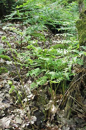 Dryopteris carthusiana \ Dorniger Wurmfarn, Kleiner Dornfarn / Narrow Buckler Fern, D Odenwald, Langenthal 18.5.2009