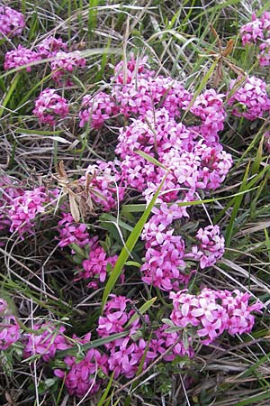 Daphne cneorum \ Rosmarin-Seidelbast, Flaumiger Seidelbast / Garland Flower, D Eching 5.5.2012