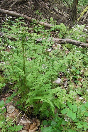 Dryopteris carthusiana \ Dorniger Wurmfarn, Kleiner Dornfarn, D Bammental 8.5.2012