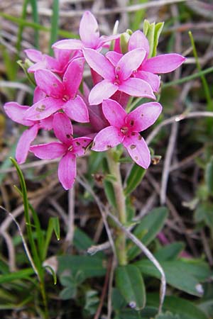 Daphne cneorum \ Rosmarin-Seidelbast, Flaumiger Seidelbast, D Eching 3.5.2014