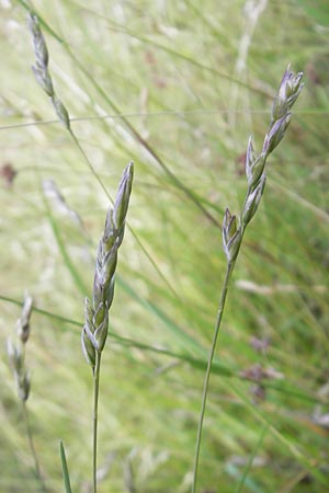 Danthonia decumbens \ Tuschender Dreizahn / Common Heath Grass, D Hassloch 21.6.2012