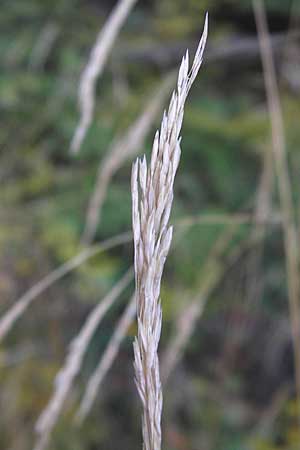 Deschampsia cespitosa \ Rasen-Schmiele / Tufted Hair Grass, Tussock Grass, D Heidelberg 2.10.2012