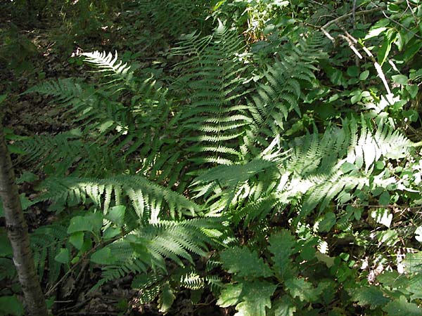 Dryopteris filix-mas \ Gewhnlicher Wurmfarn, Mnner-Farn, D Schwarzwald, Gaggenau 30.6.2013