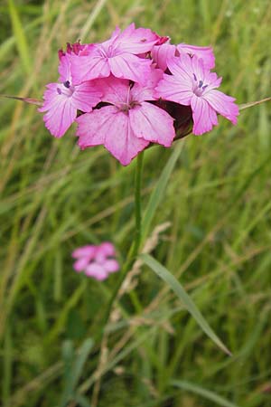 Dianthus giganteus \ Riesen-Nelke, D Illingen-Schützingen 22.6.2013