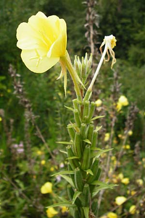 Oenothera x albivelutina \ Weischleier-Nachtkerze / White Veil Evening Primrose, D Graben-Neudorf 28.7.2014