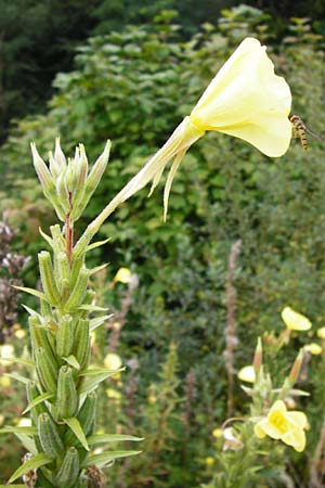 Oenothera x albivelutina \ Weischleier-Nachtkerze, D Graben-Neudorf 28.7.2014