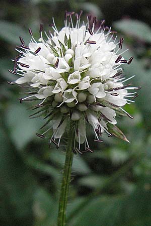 Dipsacus pilosus \ Behaarte Karde / Small Teasel, D Bensheim 23.7.2007