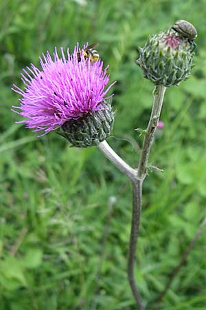 Cirsium tuberosum \ Knollige Kratzdistel, Knollen-Kratzdistel, D Hurlach 8.6.2008