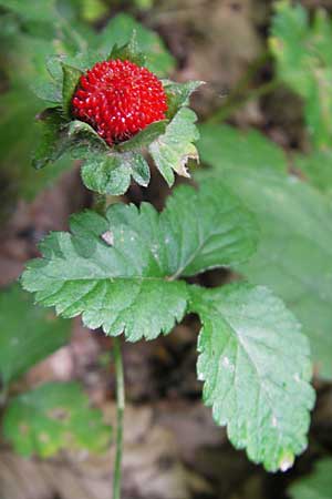 Potentilla indica \ Indische Schein-Erdbeere / Yellow-flowered Strawberry, D Bruchsal 21.6.2009