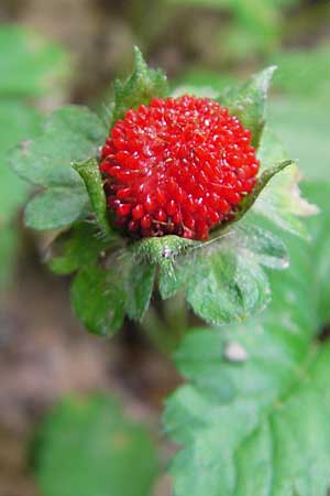 Potentilla indica \ Indische Schein-Erdbeere / Yellow-flowered Strawberry, D Bruchsal 21.6.2009