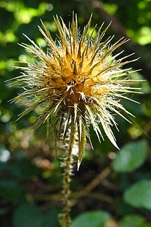 Dipsacus strigosus \ Schlanke Karde, D Schriesheim 25.9.2007