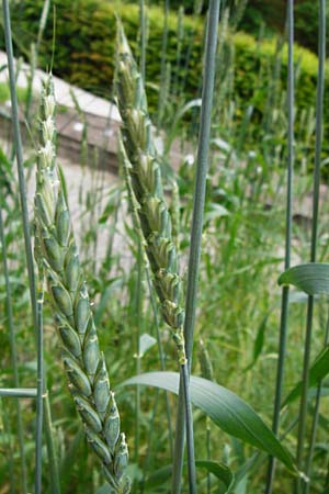 Triticum spelta \ Dinkel, Spelz / Spelt, Swabian Grain, D Pappenheim 19.6.2014