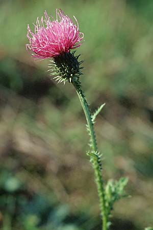 Carduus crispus \ Krause Distel / Welted Thistle, D Mannheim 6.11.2005