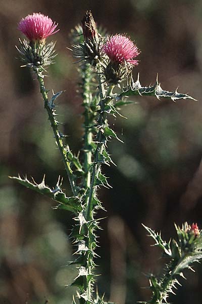 Carduus acanthoides, Welted Thistle