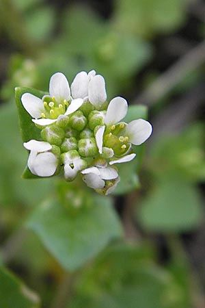 Cochlearia danica \ Dnisches Lffelkraut, D Mannheim 1.5.2009