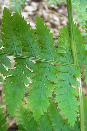 Dryopteris dilatata / Broad Buckler Fern, D Odenwald, Langenthal 18.5.2009