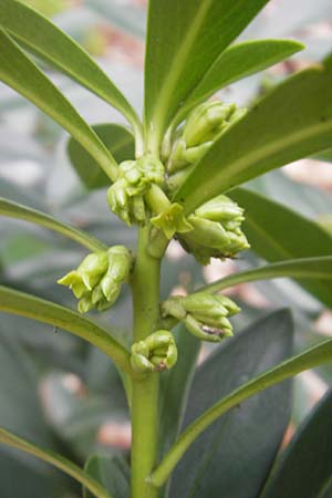 Daphne laureola \ Lorbeer-Seidelbast, D Heidelberg 30.1.2012