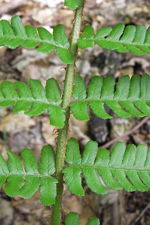 Dryopteris lacunosa \ Entferntfiedriger Schuppen-Wurmfarn, Lckiger Schuppen-Wurmfarn / Jagged Male Fern, D Heidelberg 6.6.2013