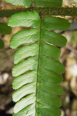 Dryopteris lacunosa \ Entferntfiedriger Schuppen-Wurmfarn, Lckiger Schuppen-Wurmfarn / Jagged Male Fern, D Heidelberg 6.6.2013