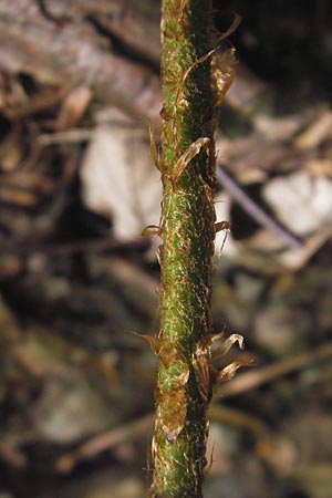 Dryopteris lacunosa \ Entferntfiedriger Schuppen-Wurmfarn, Lckiger Schuppen-Wurmfarn, D Heidelberg 6.6.2013