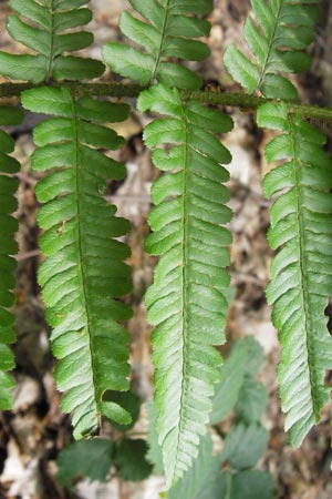 Dryopteris lacunosa \ Entferntfiedriger Schuppen-Wurmfarn, Lckiger Schuppen-Wurmfarn / Jagged Male Fern, D Heidelberg 6.6.2013