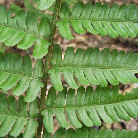 Dryopteris lacunosa \ Entferntfiedriger Schuppen-Wurmfarn, Lckiger Schuppen-Wurmfarn / Jagged Male Fern, D Heidelberg 6.6.2013