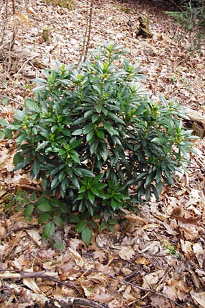 Daphne laureola \ Lorbeer-Seidelbast, D Heidelberg 15.3.2014