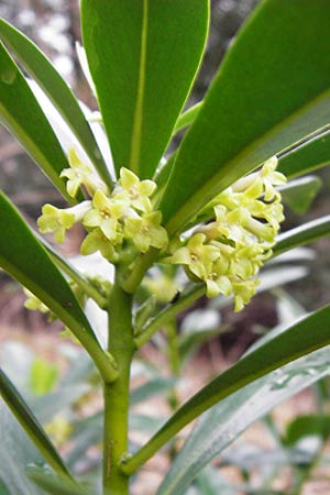 Daphne laureola / Spurge Laurel, D Heidelberg 15.3.2014