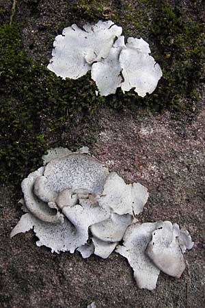 Umbilicaria grisea ? \ Graue Nabelflechte / Grey Navel Lichen, D Neckargerach 3.2.2013