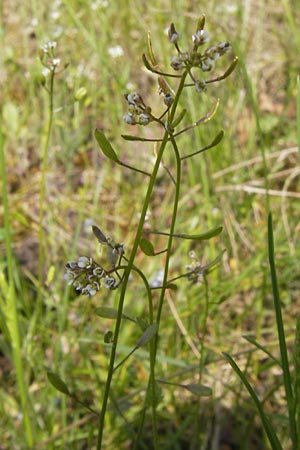 Draba muralis \ Mauer-Felsenblmchen / Wall Whitlowgrass, D Schlossböckelheim 29.4.2013