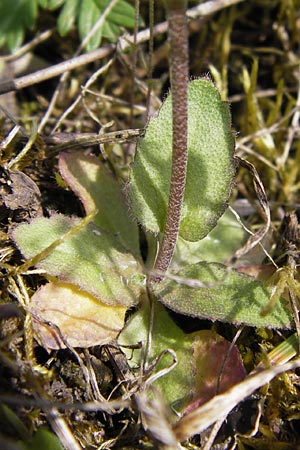 Draba muralis \ Mauer-Felsenblmchen / Wall Whitlowgrass, D Schlossböckelheim 29.4.2013