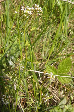 Draba muralis \ Mauer-Felsenblmchen / Wall Whitlowgrass, D Schlossböckelheim 29.4.2013